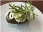 eel sausage